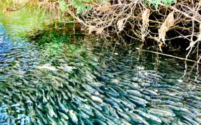 Join The Orient Water Project