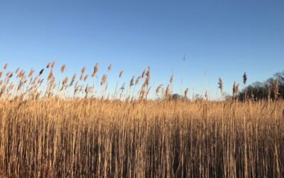 Broad Meadows/Narrow River Restoration and our Changing Shoreline
