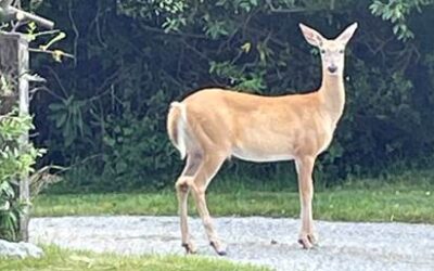 Deer Management Forum – Aug. 13, 2022 – 9:30am at Poquatuck Hall