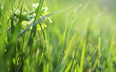 Long Island Nitrogen Action Plan (LINAP)- Newsletter